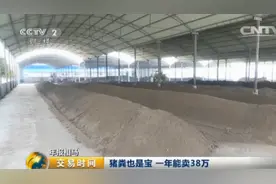 变废为宝！猪粪一年居然能卖38万图片