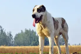 哈萨克斯坦国宝竟是一种名犬：中亚牧羊犬超霸气图片