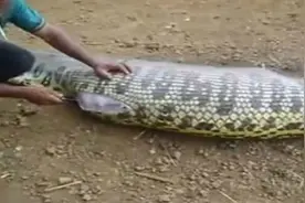 村民抓到一条大肚蟒蛇，切开肚子，你猜里面有什么！视频封面