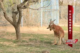 袋鼠只能向前跳跃，是真的吗？图片