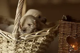 狗狗刚出生时，狗妈妈应该怎么护理？图片