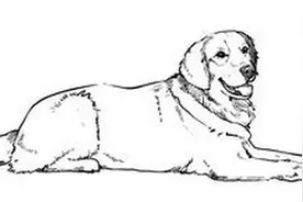 新手如何饲养宠物蛇 一起来学习图片