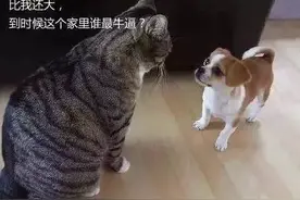狗狗报仇，十年不晚！图片