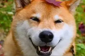 12则高能狗狗笑话，你能忍到哪个不爆笑？图片