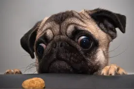 给宠物调理肠胃到底该不该喂酸奶？图片