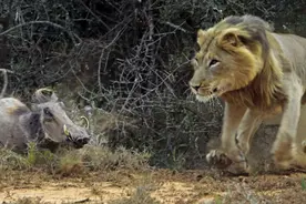 冒失疣猪擅闯雄狮领地，被狮子捕杀后成为一顿美餐图片