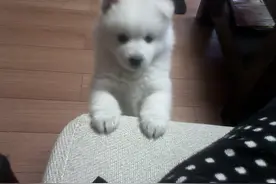 Simon说狗-微笑天使萨摩耶图片