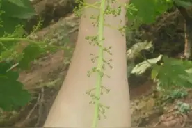 原创：叶面肥隐形成份把葡萄种植户害苦了！图片