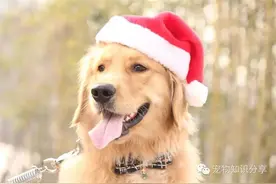 支招：狗狗胆小怎么办？图片