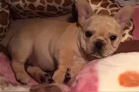 实用:母狗生产前的症状征兆图片