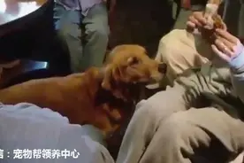 金毛狗狗正要表演接食绝技，可这时来了一个捣蛋鬼把它耍的快哭了图片