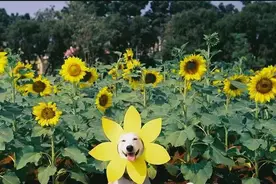 这样给爱犬拍照片，也是美感的独一无二，来挑战一下吧。图片