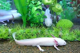 六角恐龙水族观赏的新宠图片