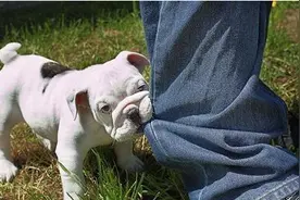 狗狗爱咬人，作为主人的你该怎么办呢？图片