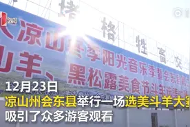 美不美？黑山羊选美大赛 “美羊羊”拍出3.7万元高价图片