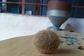 楚雄网友杀年猪再现“猪宝”，形似鸡蛋金色毛发传价值百万（图）图片