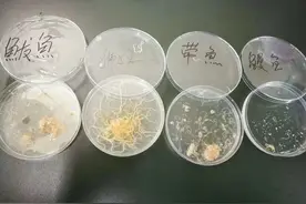 鲅鱼、鲳鱼、八带含异尖线虫 不煮熟敢吃吗？图片