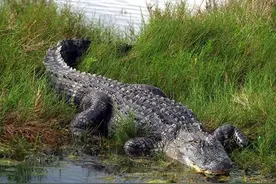 鳄鱼在陆地上爬的超慢？它每小时可爬几十公里图片