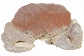 小孩在海滩捡了块石头，竟是螃蟹化石，收藏价值很大图片