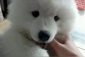 狗狗为什么变得越来越凶了，对我它都很放肆！图片
