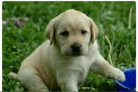 巨型哈士奇，巨型泰迪，巨型拉布拉多你见过吗？图片