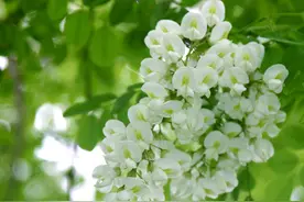 中国传统节日槐花节图片