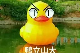 趣谈 山大兴隆山校区大黄鸭身世跟踪调查图片