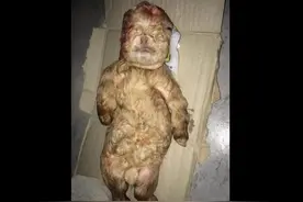 母羊生下一只人形小羊，塌鼻、四肢短、才出生就夭折!图片