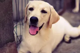 巧克力星球派下来的拉布拉多小天使，犹如一块会移动的巨巧克力！图片