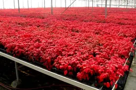 火焰南天竹快速繁殖技术图片