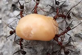 看蚂蚁搬食物图片