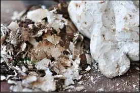 有一味神药四季都可以服用，叫做茯苓图片