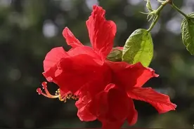 朱槿开时。尚有山榴一两枝。图片