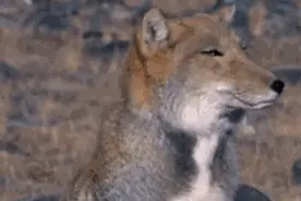 喂喂，这位雕刻家你有没有觉得自己的技能树点歪啦图片