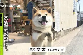 2ch：聪明柴犬立功，救助女性摆脱危机图片