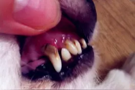 作为狗狗主人的你知道几种狗狗的牙病？看看是不是这几种！图片