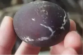 惊！母鸡中的战斗鸡，居民家中的母鸡竟然产下黑鸡蛋图片