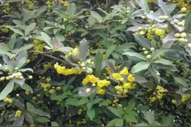 三颗针是什么药？泻火解毒，清热燥湿要用它图片