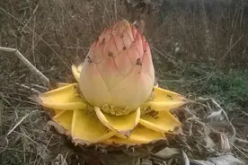 大有可为的食用花卉--仙界之花，地涌金莲图片