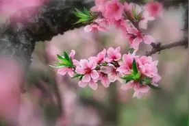 史上写桃花最用情的人图片