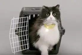 猫奴必备！喵语翻译器“Catterbox”问世~图片