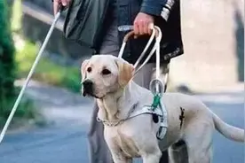 关于导盲犬的知识，你知道吗？图片