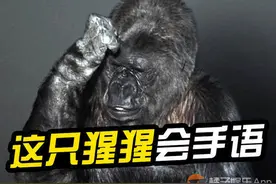 会1000多个手语单词的大猩猩，它在宣传片里说的“话”让人们深思图片