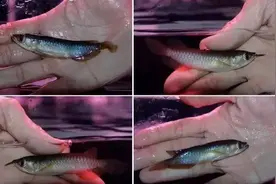 红龙鱼的挑选 · 苦修第六感！图片