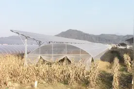 农村的土地上安装这个，一亩一年800元，你觉得这样这样划算吗？视频封面