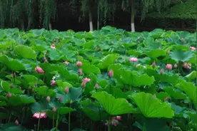 “出淤泥而不染”——《荷花》，现在社会几人能做到？图片