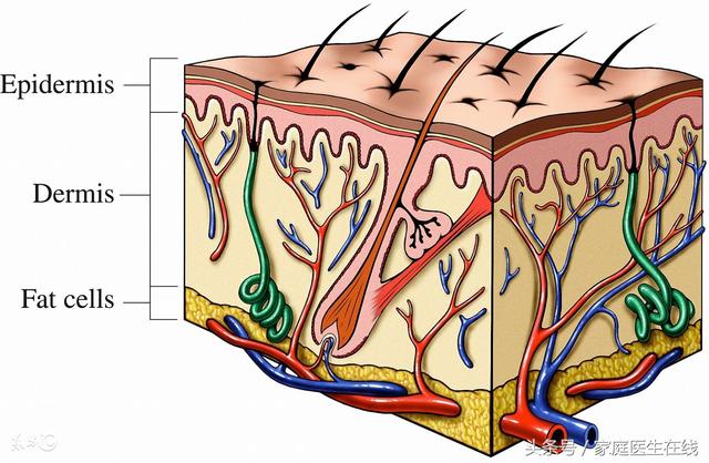 鸡皮疙瘩是缺什么