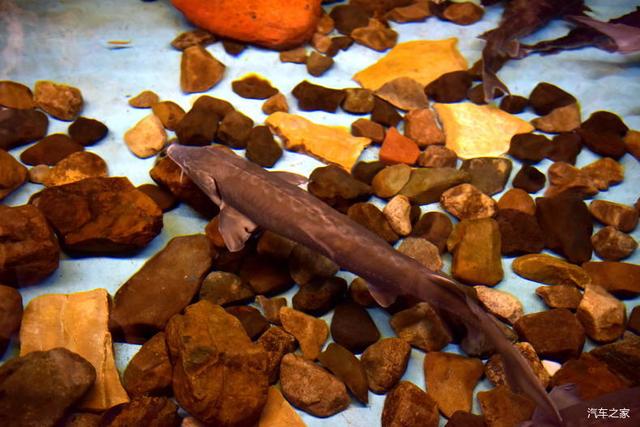 北京河豚先生卓展餐饮工程