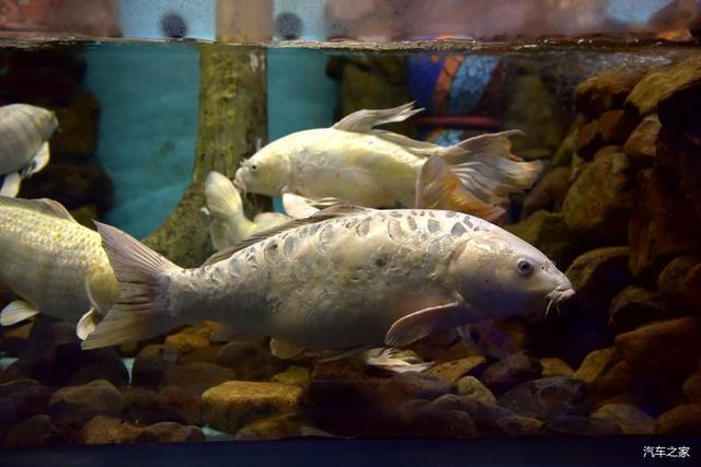 北京河豚先生卓展餐饮工程