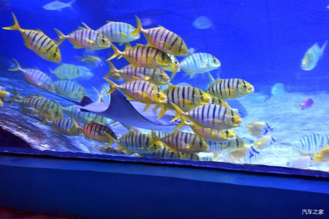 北京河豚先生卓展餐饮工程